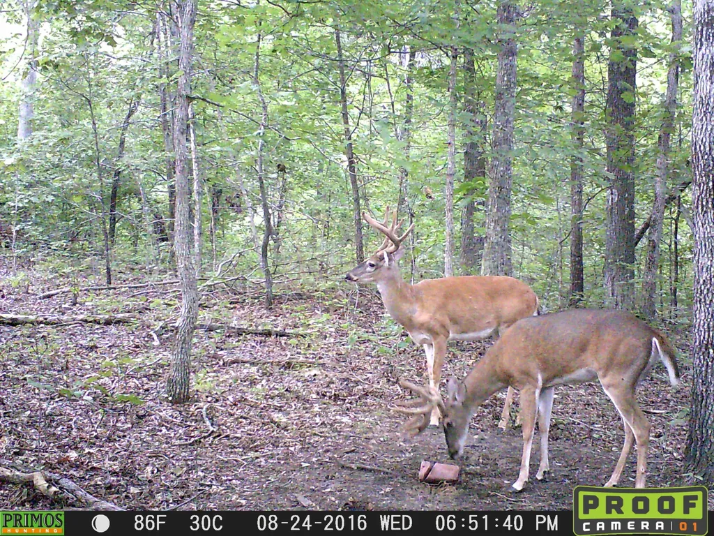 41.15 Acres State Highway 506 Marion KY 42064