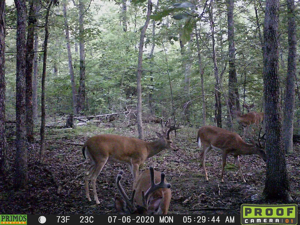 41.15 Acres State Highway 506 Marion KY 42064