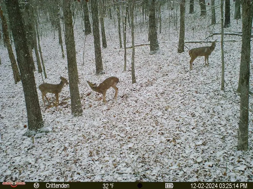 41.15 Acres State Highway 506 Marion KY 42064