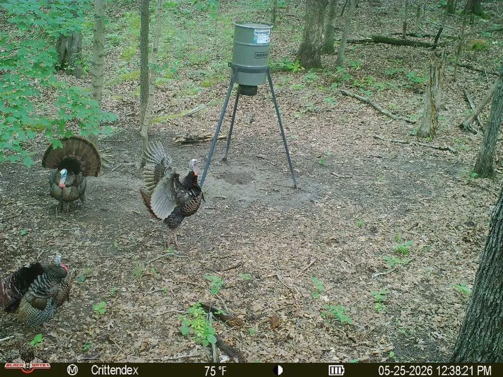 41.15 Acres State Highway 506 Marion KY 42064