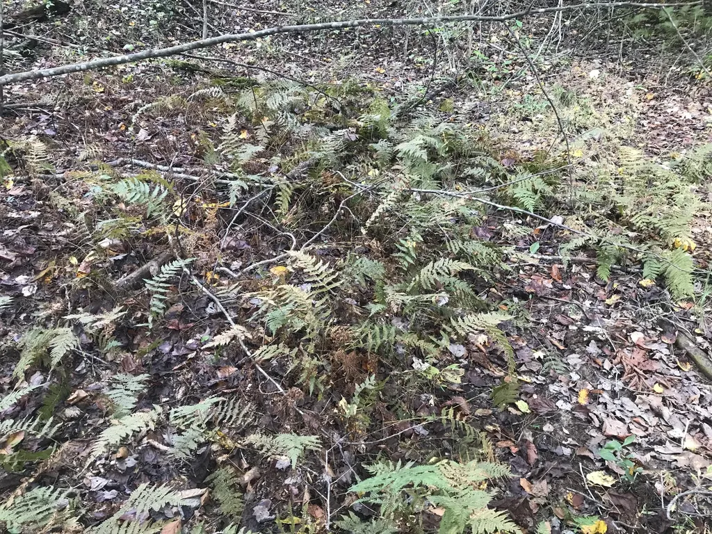 Tbd Farmhouse Trail Morehead KY 40351