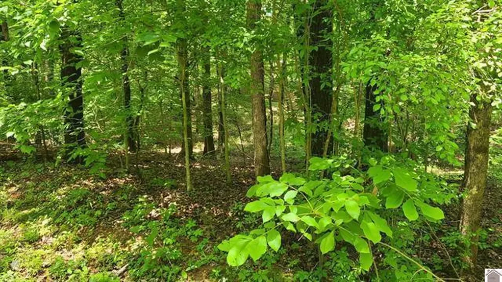217-218 0 Sand Dr Drive Murray KY 42071