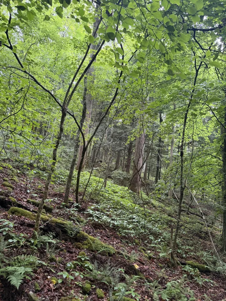 0000 0000 Mathis Road Mckee KY 40447