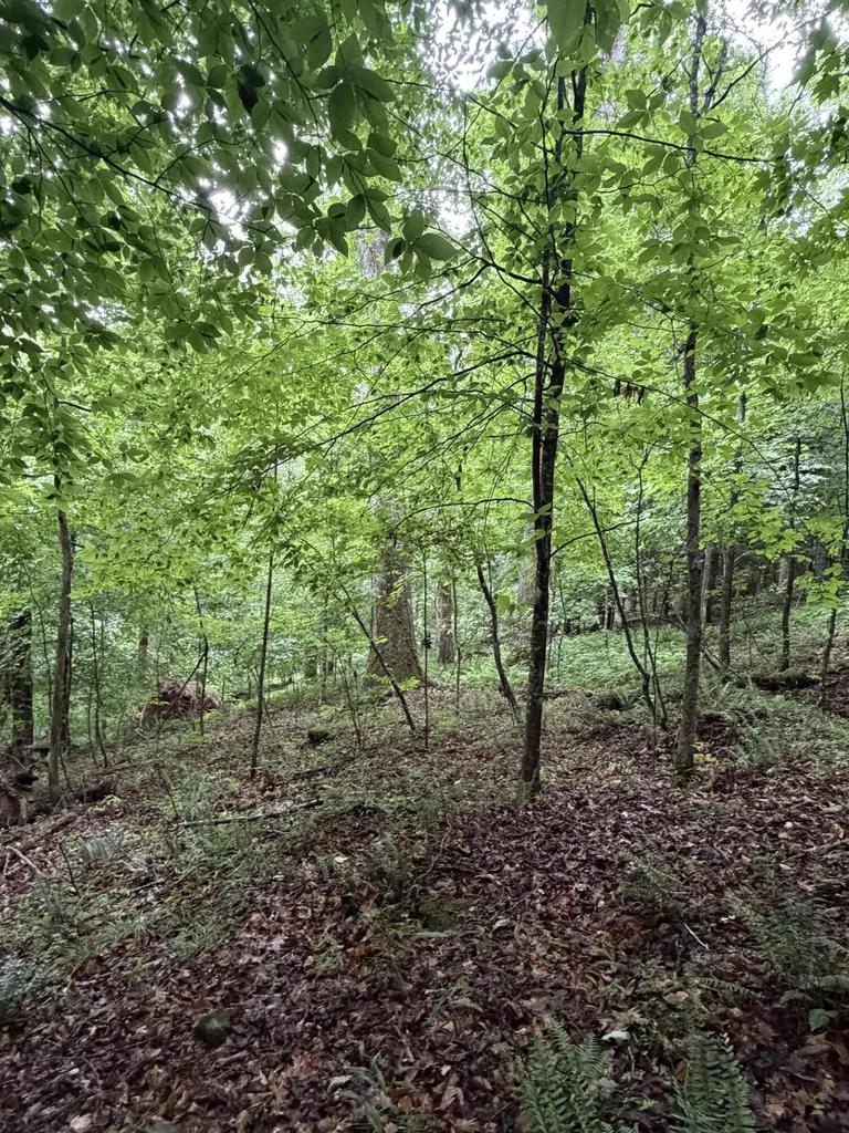 0000 0000 Mathis Road Mckee KY 40447