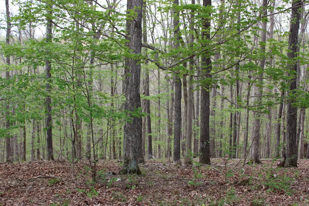 Lot 80 Lisanby Road Eddyville KY 42038