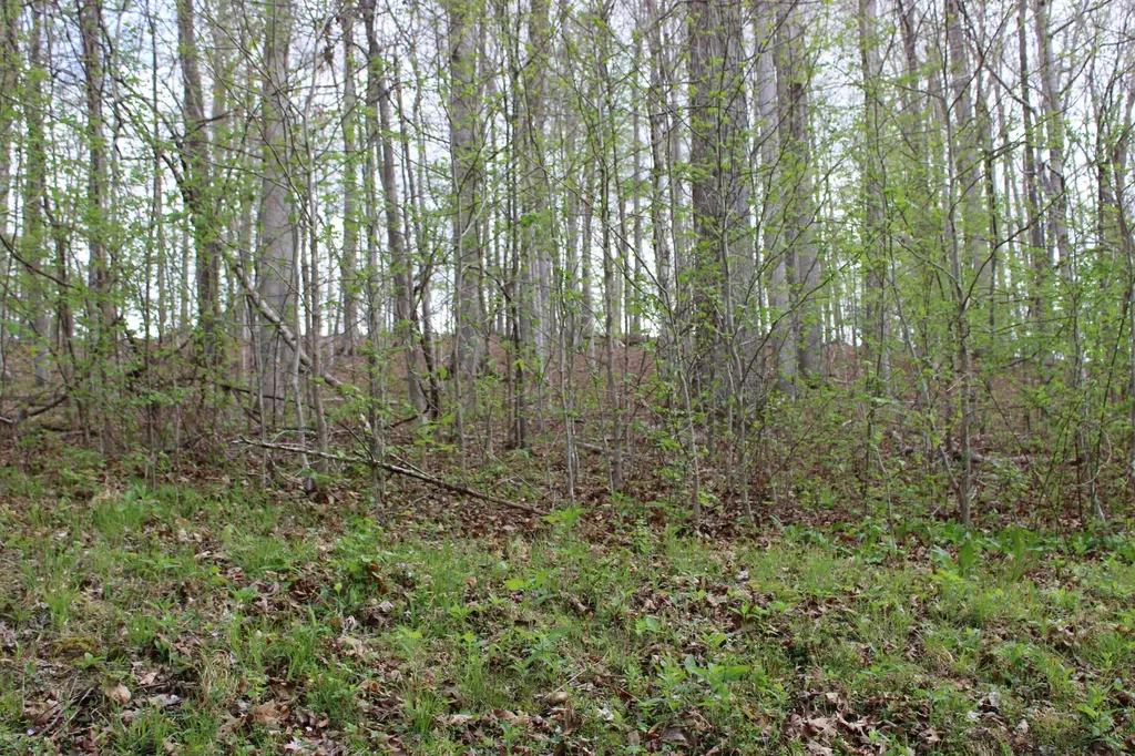 Lot 80 Lisanby Road Eddyville KY 42038