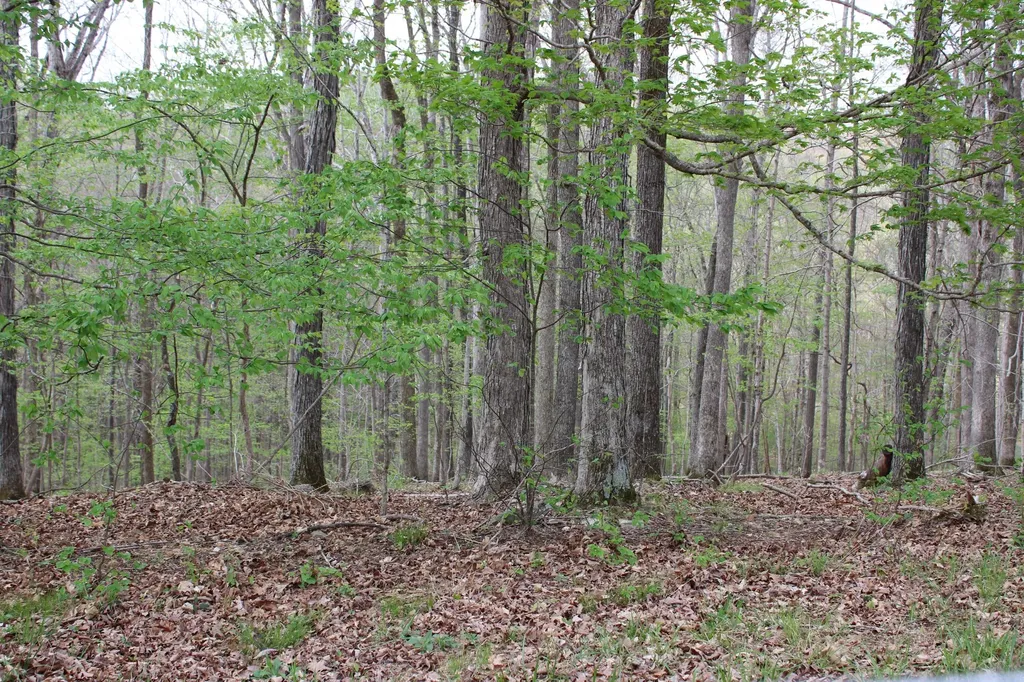 Lot 80 Lisanby Road Eddyville KY 42038