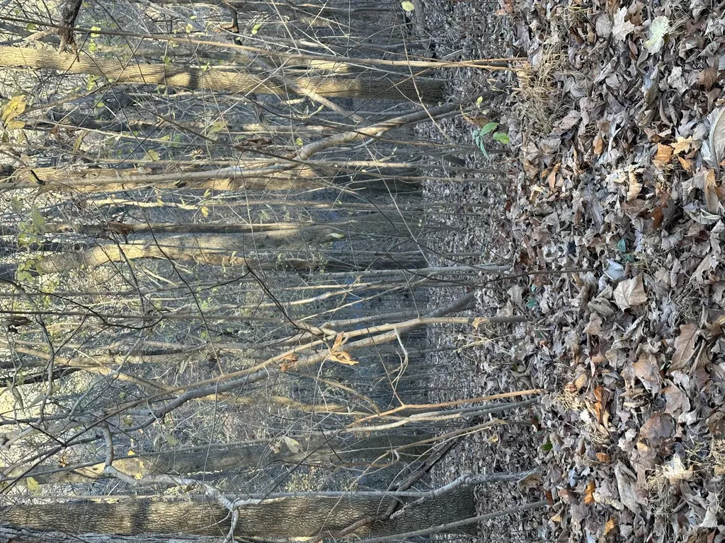 Lot 56 And Lot 57 Lisanby Road Eddyville KY 42038