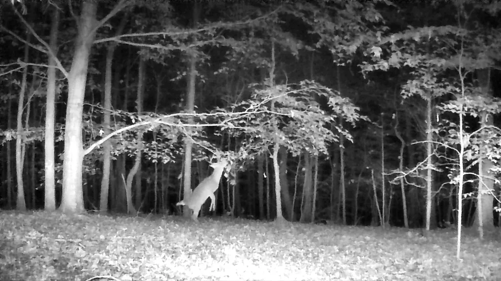 096-D-0002 Beat Farmer Road New Concord KY 42076