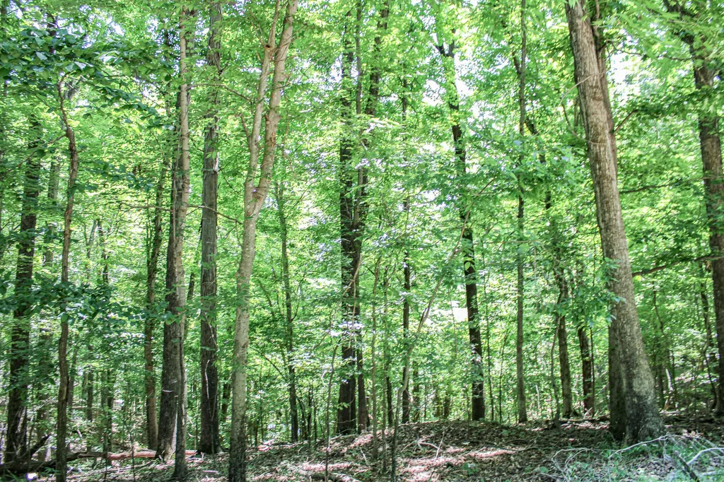 0 Algonquin Road Eddyville KY 42038