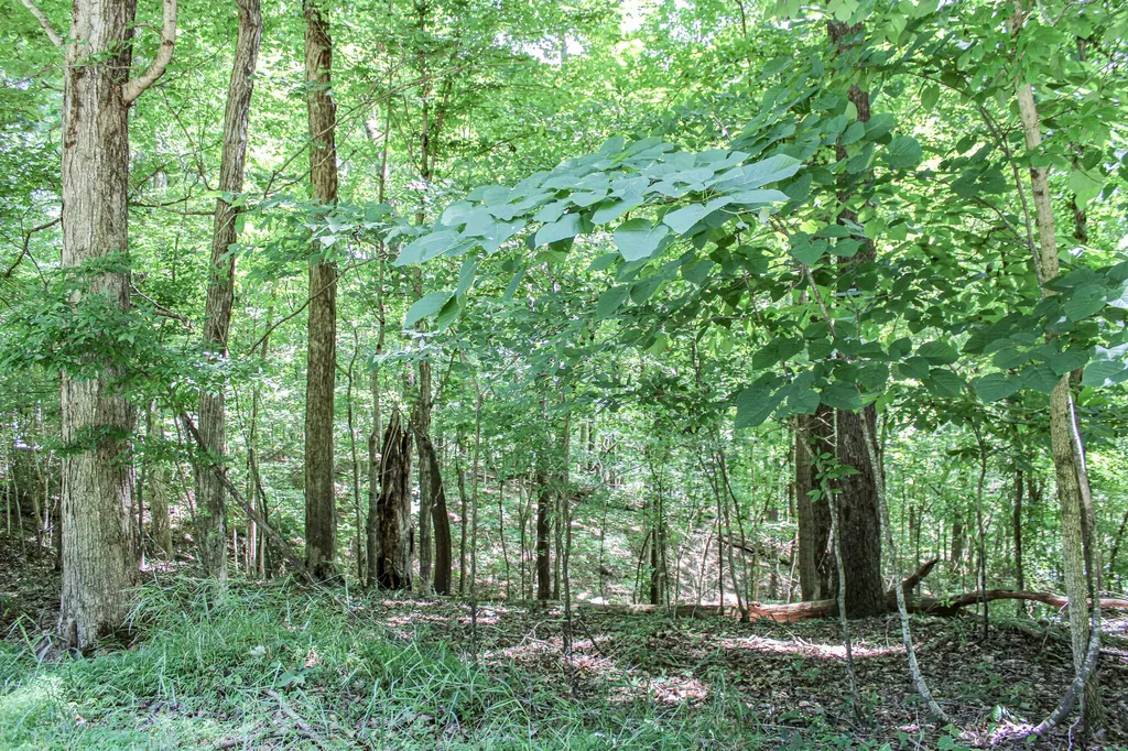 0 Algonquin Road Eddyville KY 42038