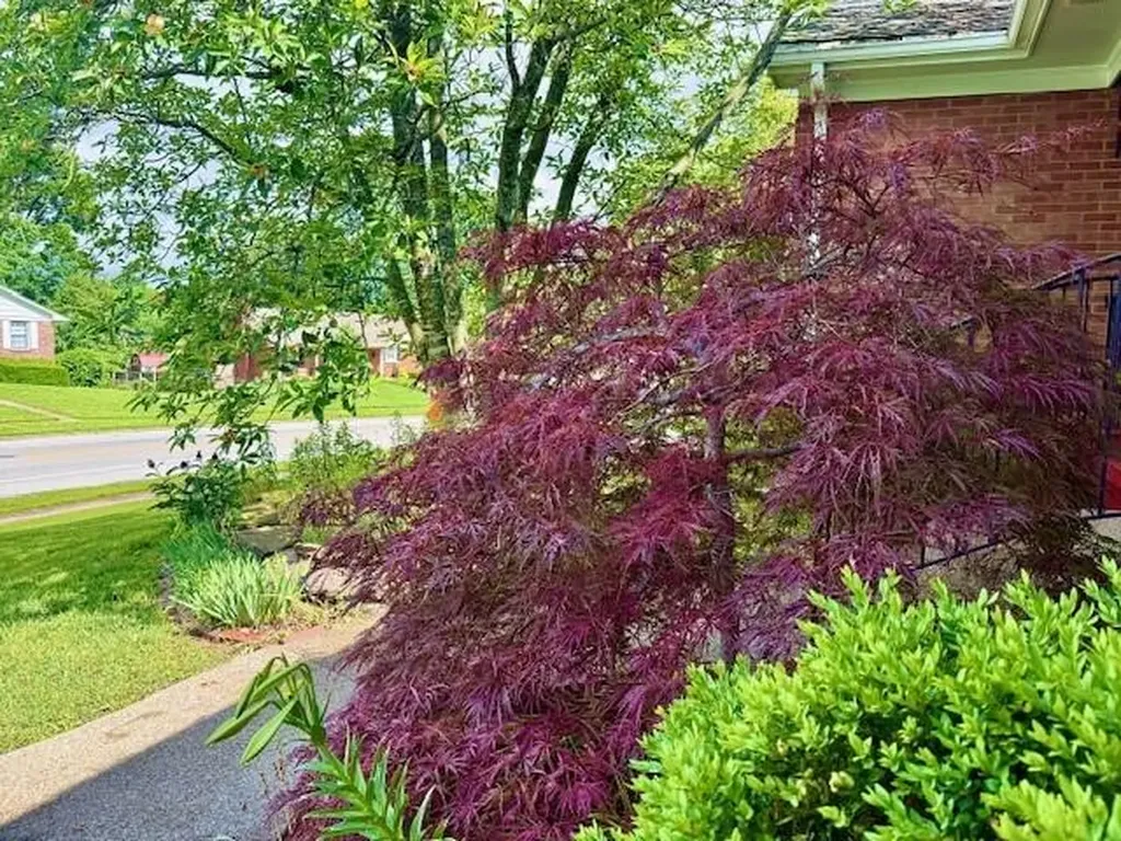 3304 Bellefonte Drive Lexington KY 40502