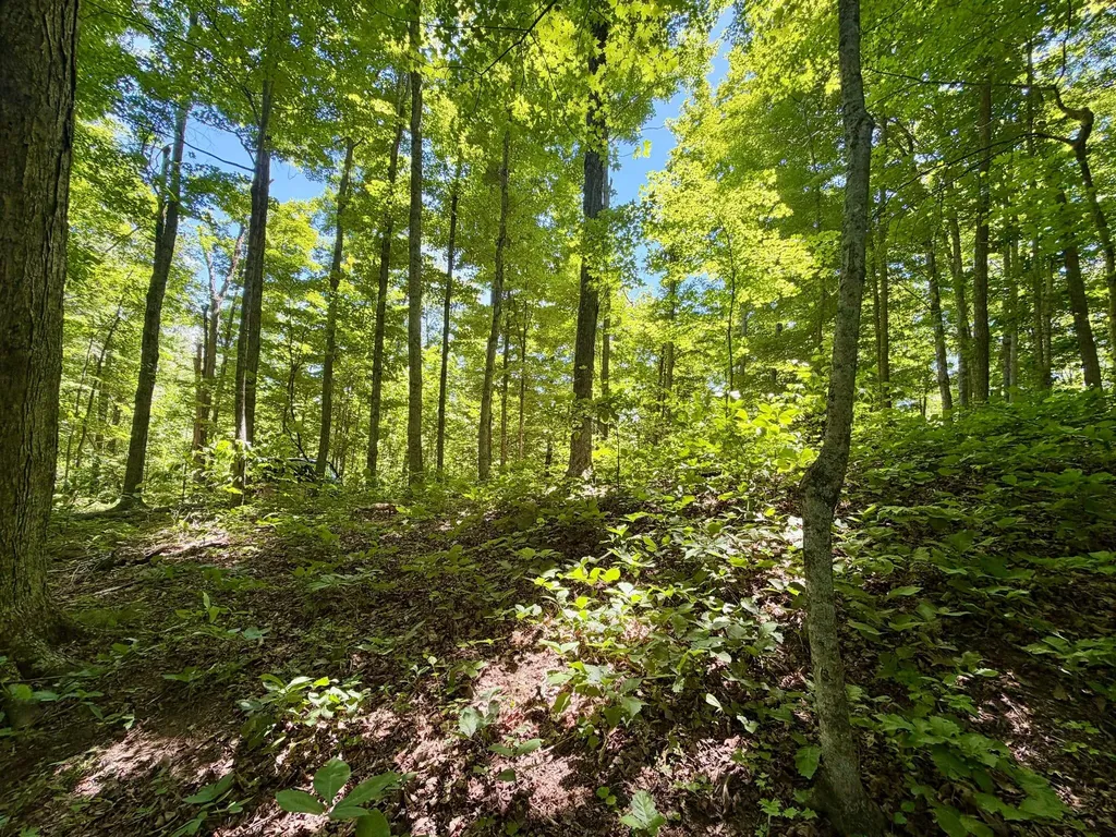 165A Open Fork Road Olive Hill KY 41164