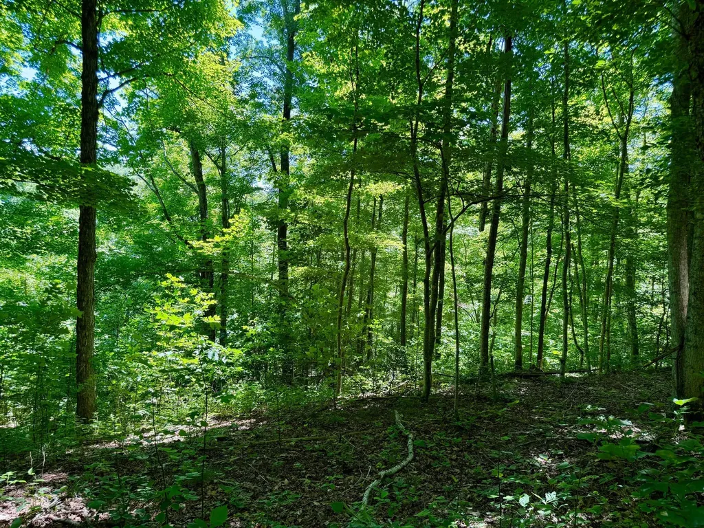 165A Open Fork Road Olive Hill KY 41164