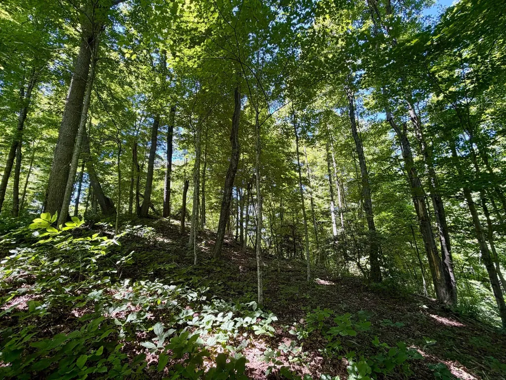 165A Open Fork Road Olive Hill KY 41164