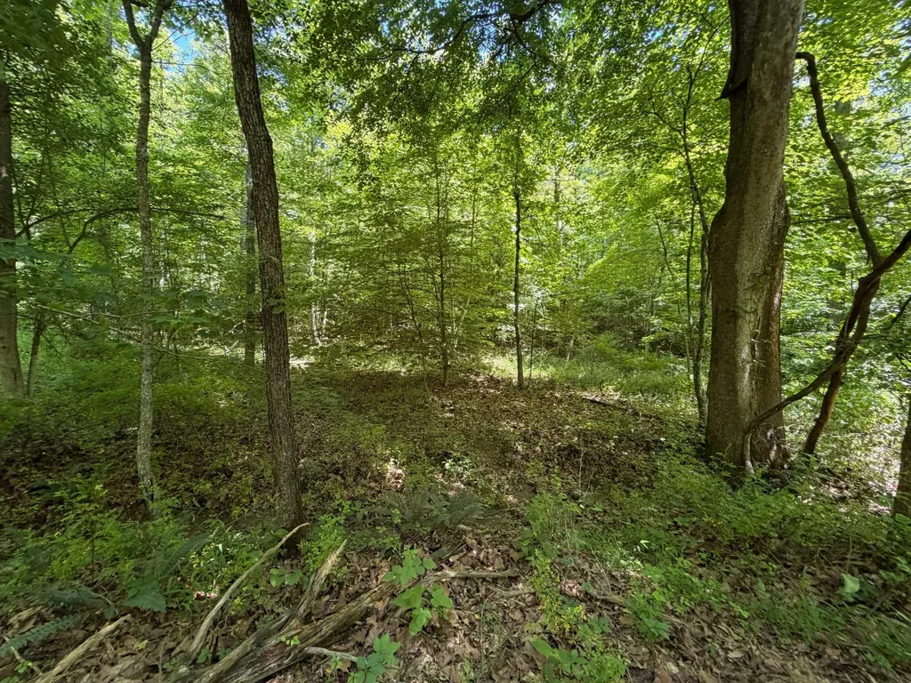 165A Open Fork Road Olive Hill KY 41164