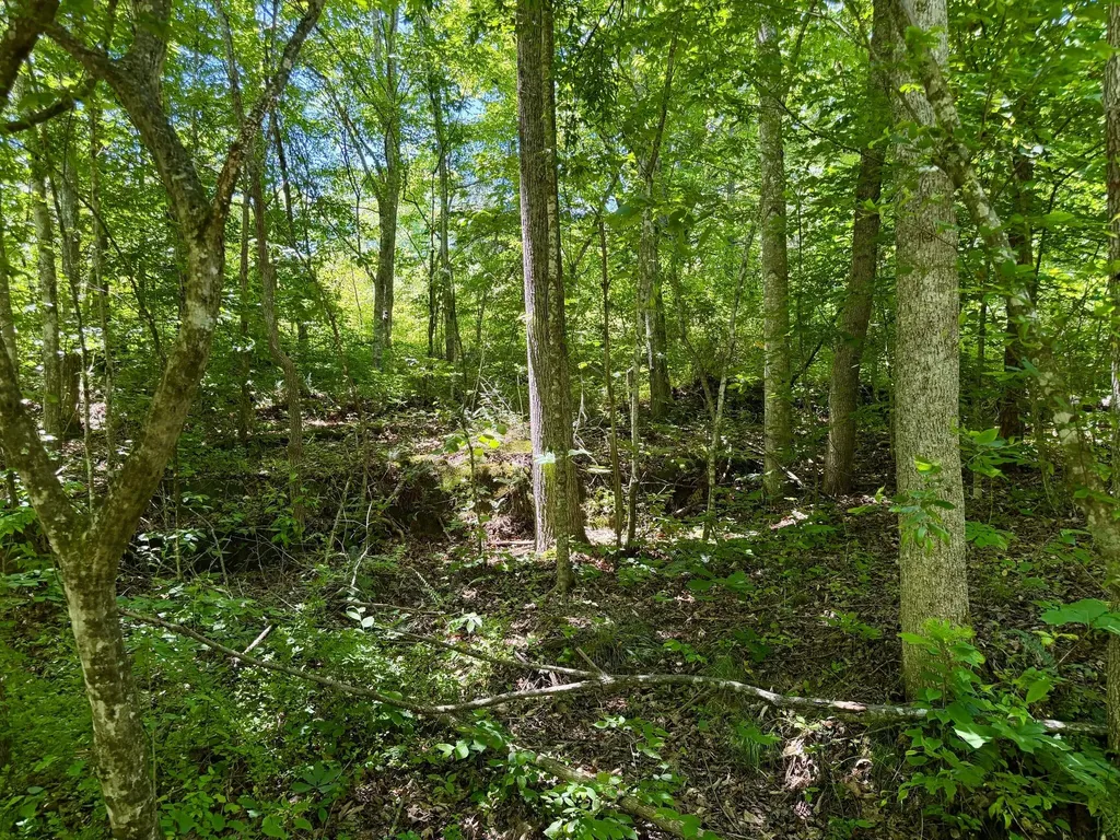 165A Open Fork Road Olive Hill KY 41164