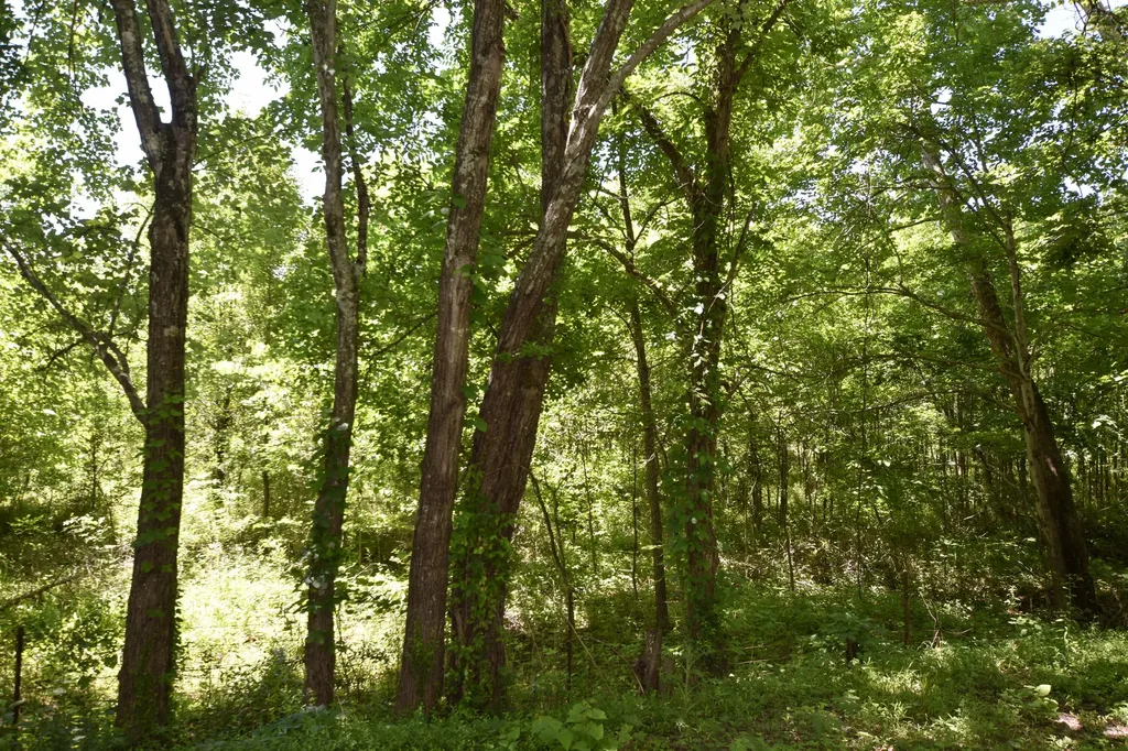 66 Leisure Lane Olympia KY 40358