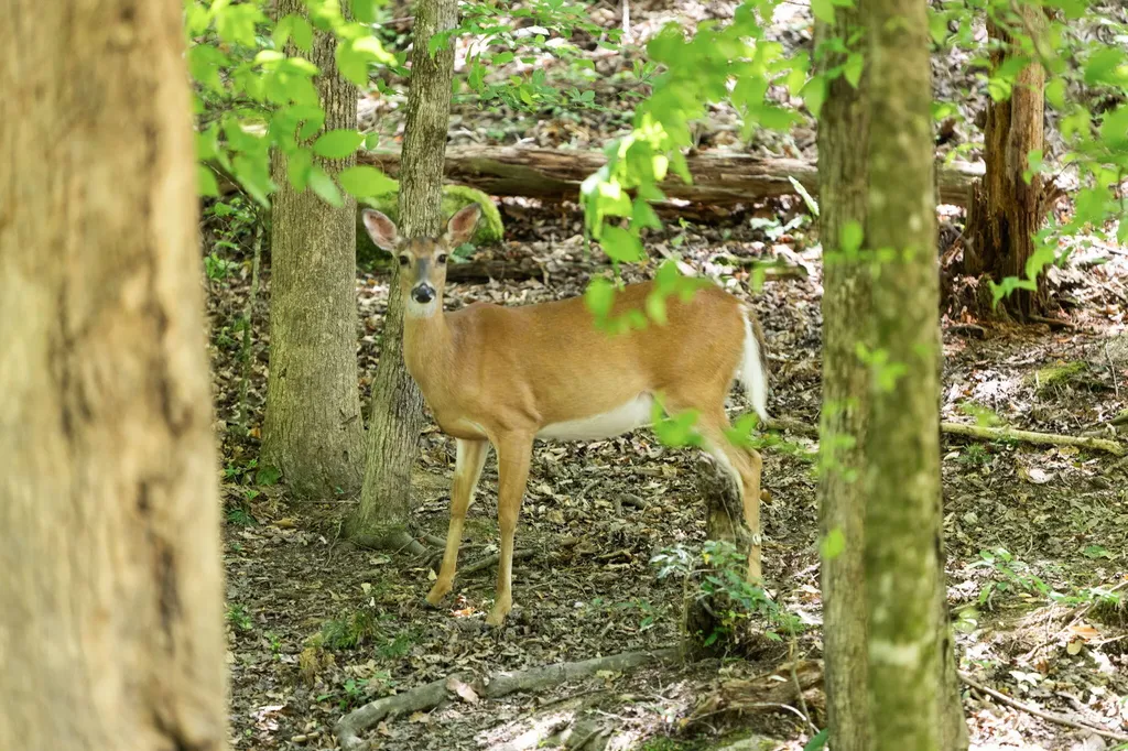 108 Spirit View Lake Drive Campton KY 41301