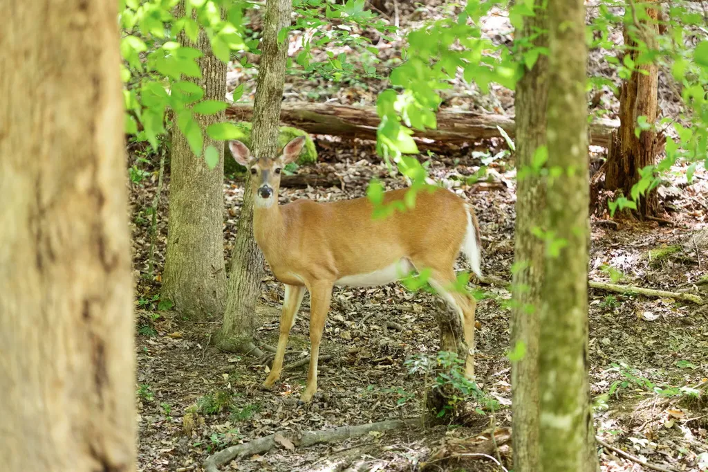 108 Spirit View Lake Drive Campton KY 41301
