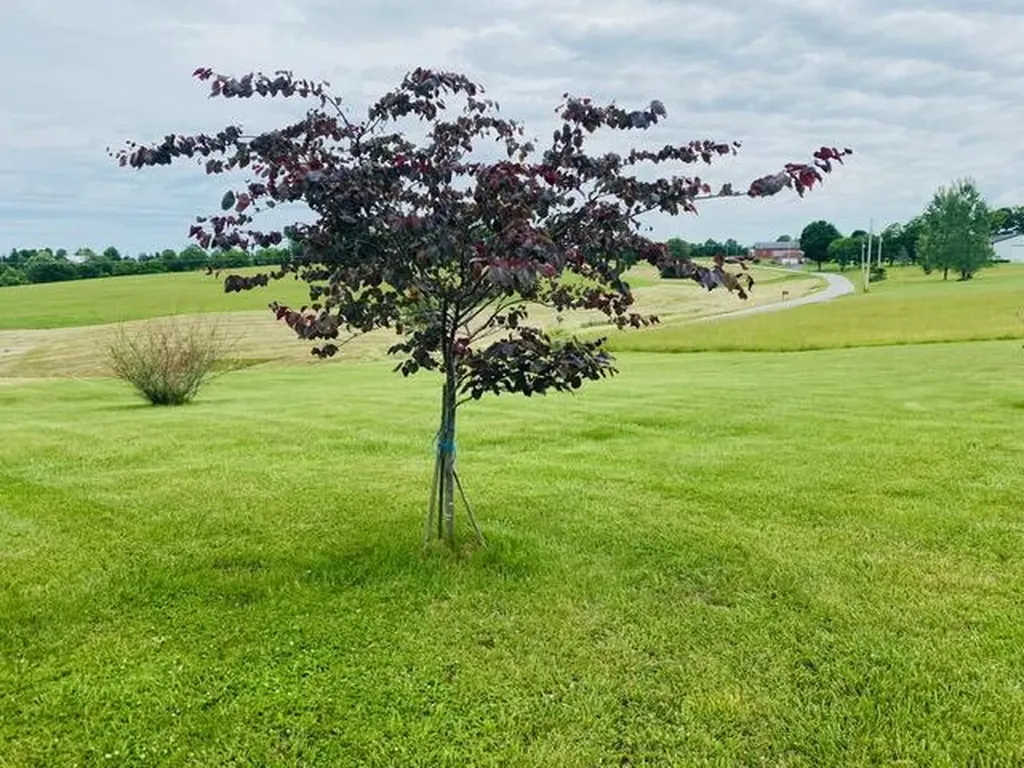 4363 Brush Grove Road Willisburg KY 40078