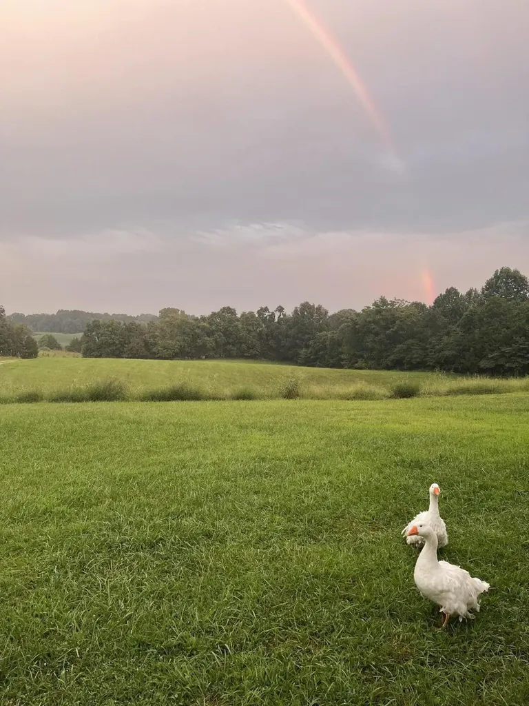 1717 Halltown Road Canmer KY 42722