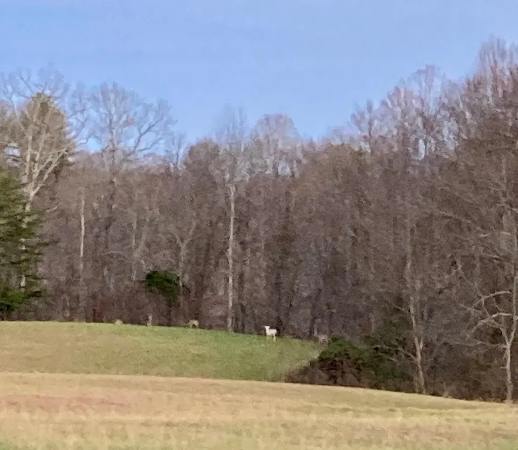 1235 Long Branch-land Beattyville KY 41311