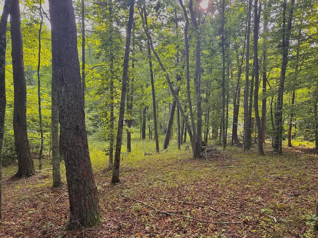 180 Greasy Creek Road West Liberty KY 41472