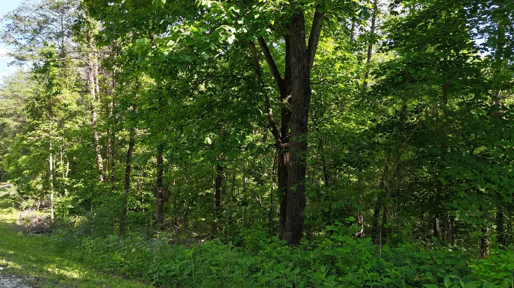 Tract 15 Buck Tail Drive Burnside KY 42519