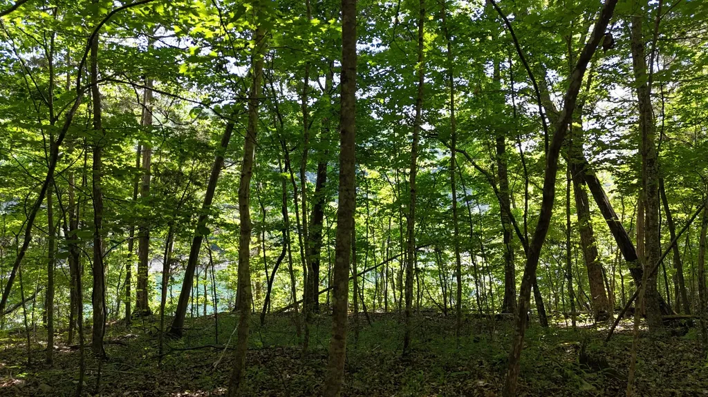 Tract 15 Buck Tail Drive Burnside KY 42519
