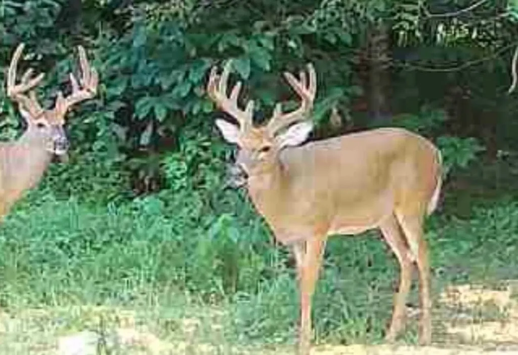 1510 Highway 865 Eubank KY 42567