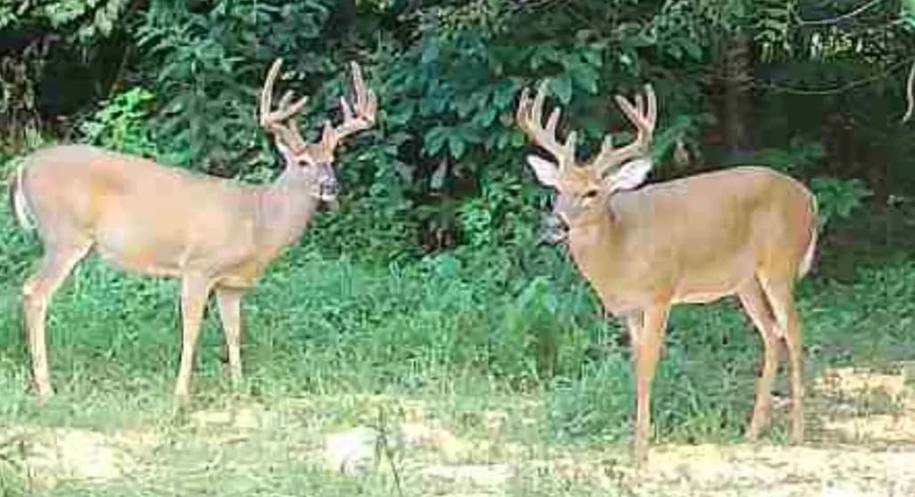 1510 Highway 865 Eubank KY 42567