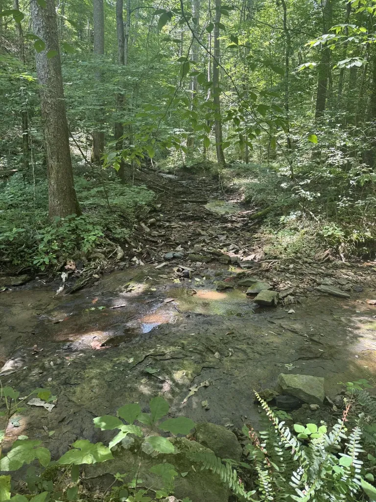 13.7 Acres Flatwoods Road Nancy KY 42544