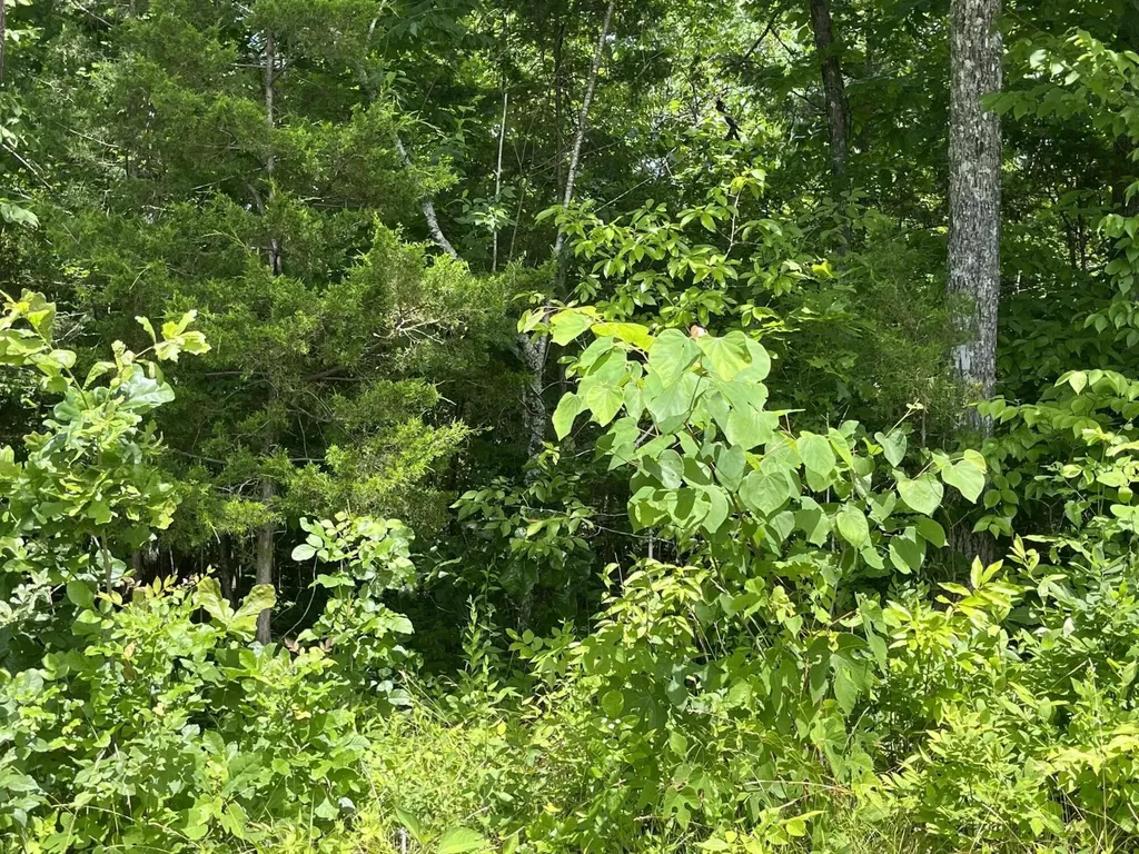 Lot 6 Kelly Place Road Somerset KY 42501