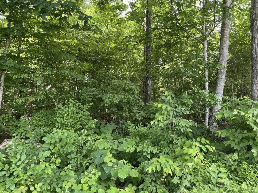 Lot 6 Kelly Place Road Somerset KY 42501
