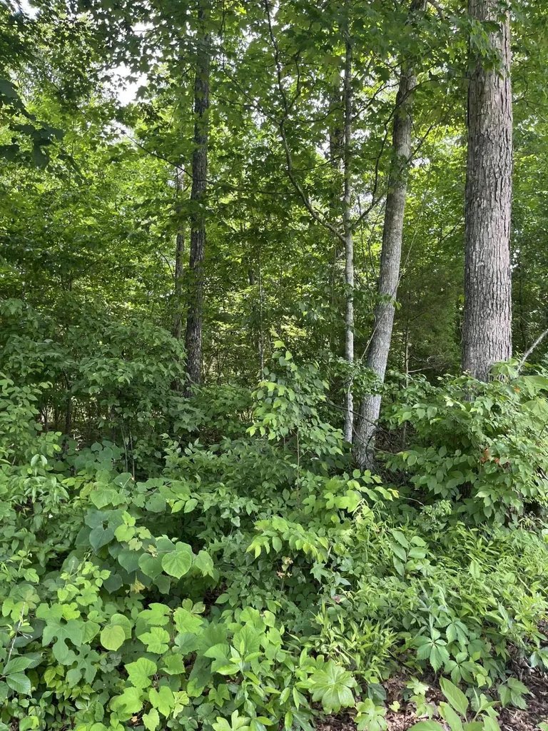 Lot 6 Kelly Place Road Somerset KY 42501