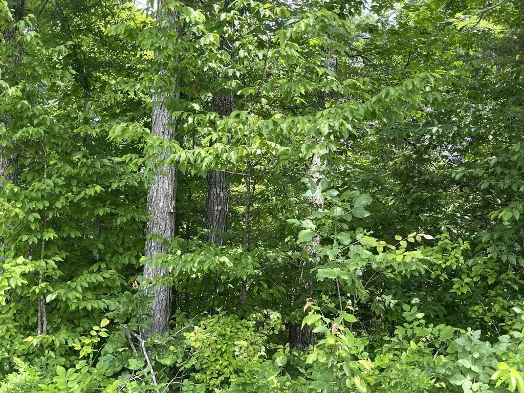Lot 6 Kelly Place Road Somerset KY 42501