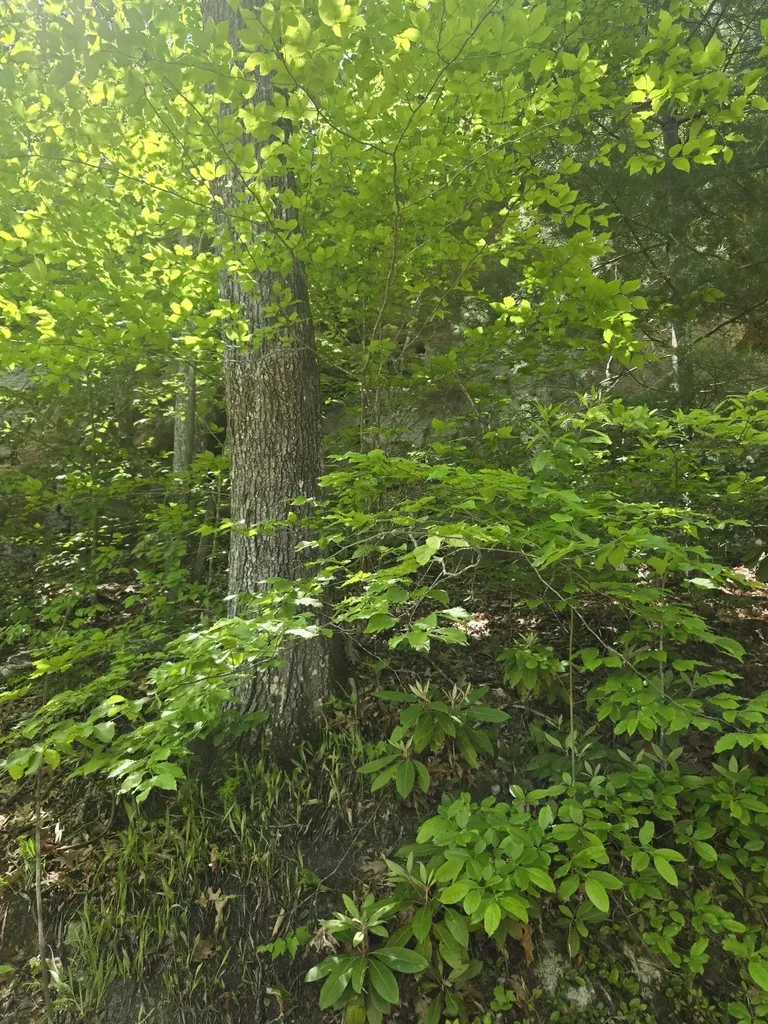 Lot 93 And 94 Lairson (indian Valley) Road Zoe KY 41397