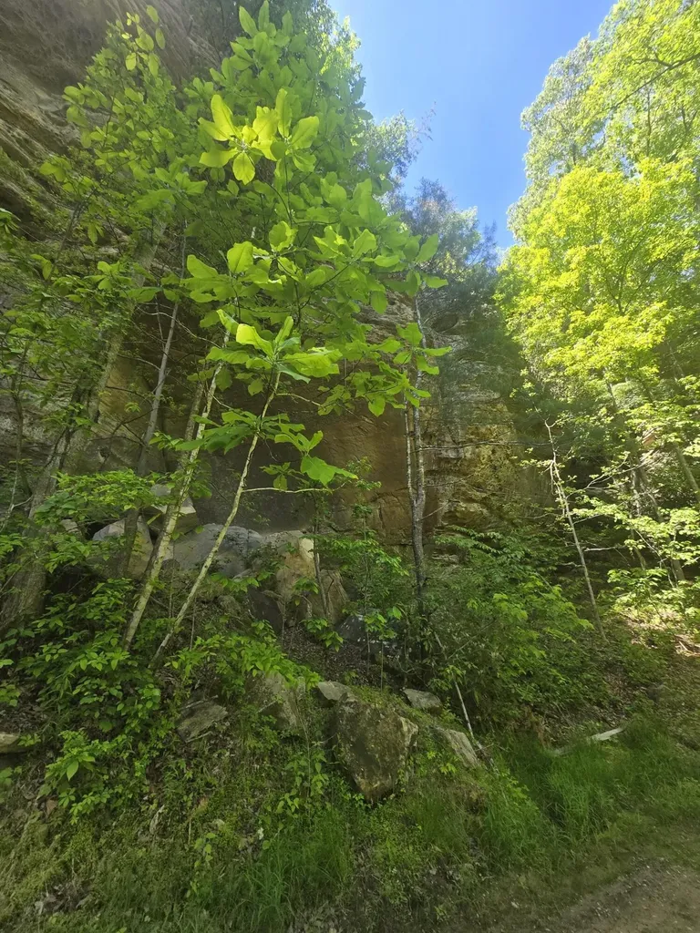 Lot 93 And 94 Lairson (indian Valley) Road Zoe KY 41397