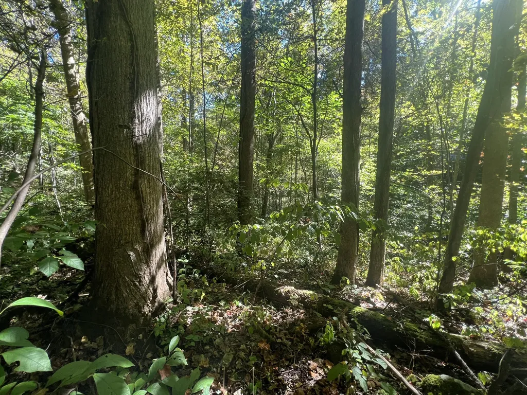 Lot 15 Red River Valley Slade KY 40376