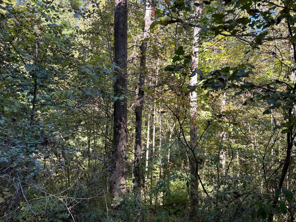 Lot 15 Red River Valley Slade KY 40376