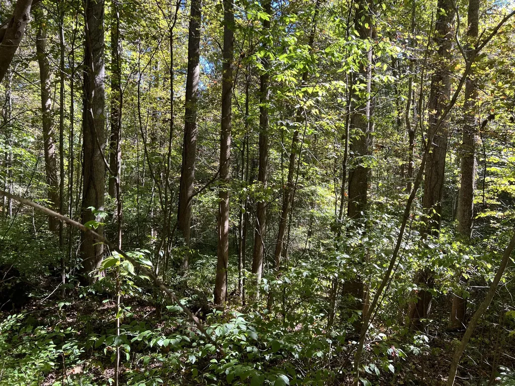 Lot 15 Red River Valley Slade KY 40376