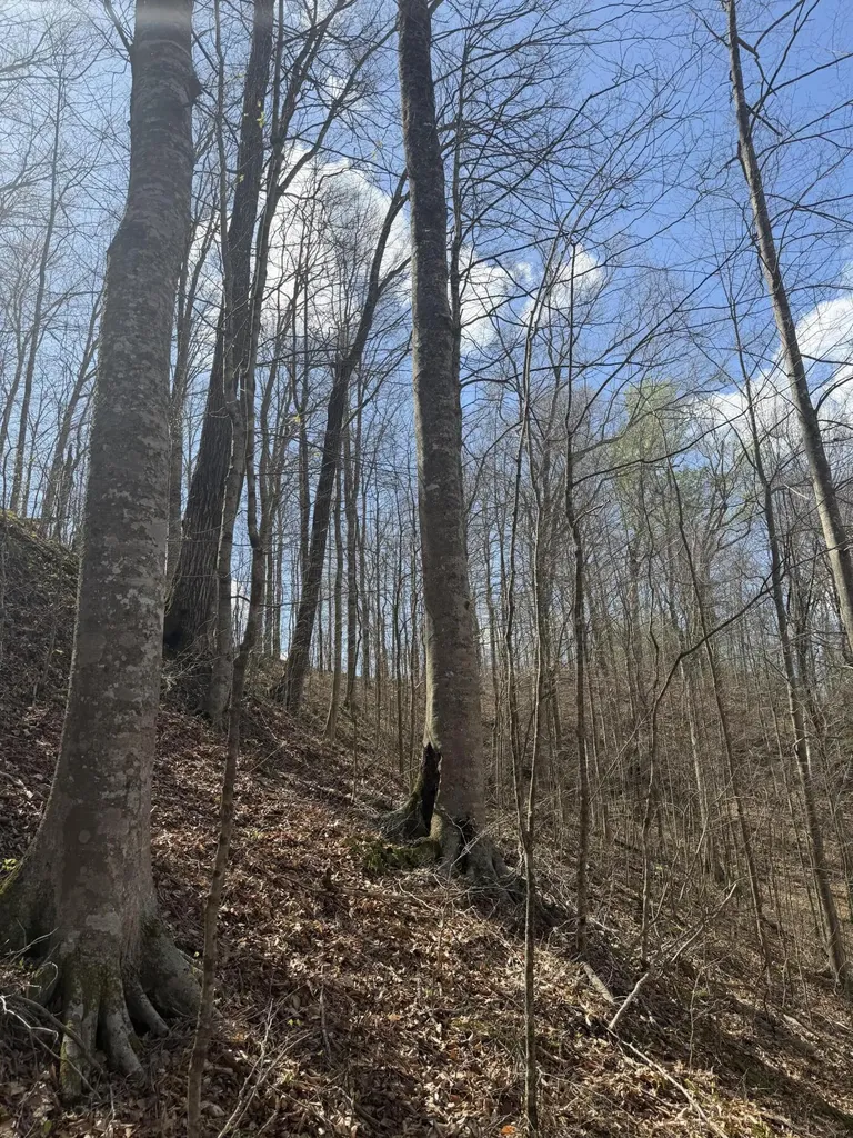 0000 Morris Cemetery Road Hyden KY 41749