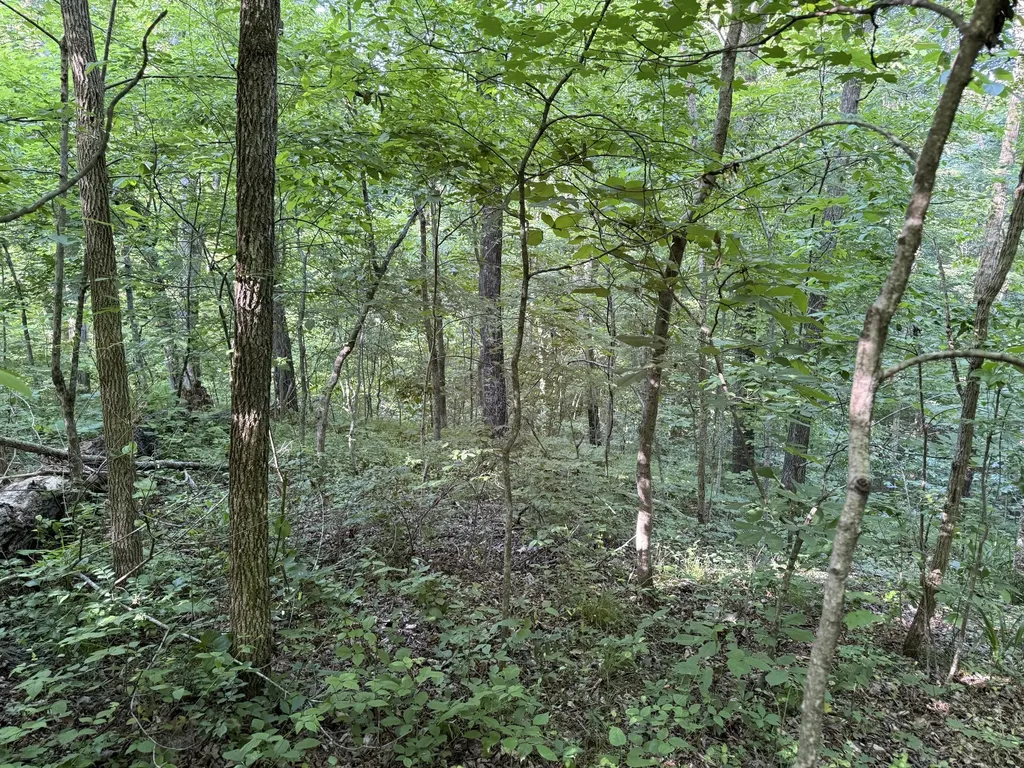 0 Kendall Road Leitchfield KY 42754