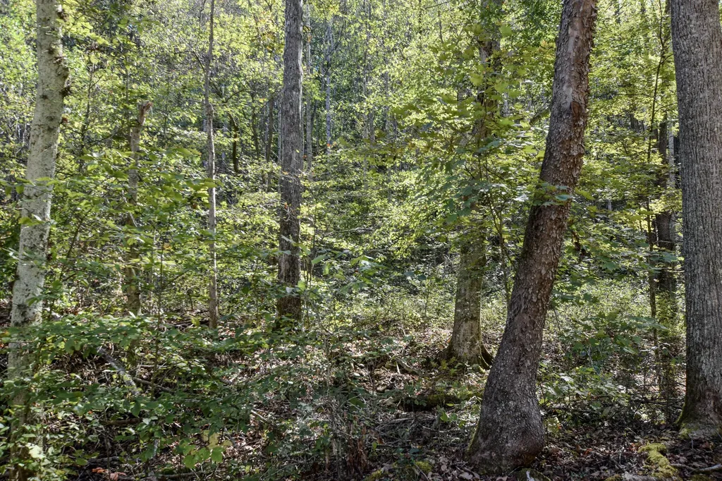 601 Hackworth Hollow Road Vanceburg KY 41179