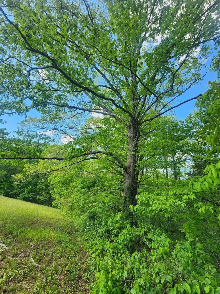 Tbd Mount Zion Church Road East Bernstadt KY 40729