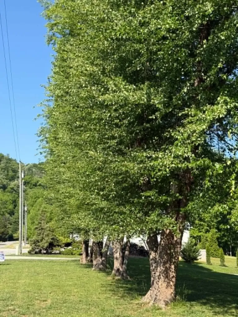 532 Campbells Ferry Lane Jamestown KY 42629
