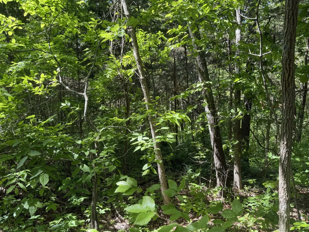 0000 Bald Hill & Richie Road Carlisle KY 40311