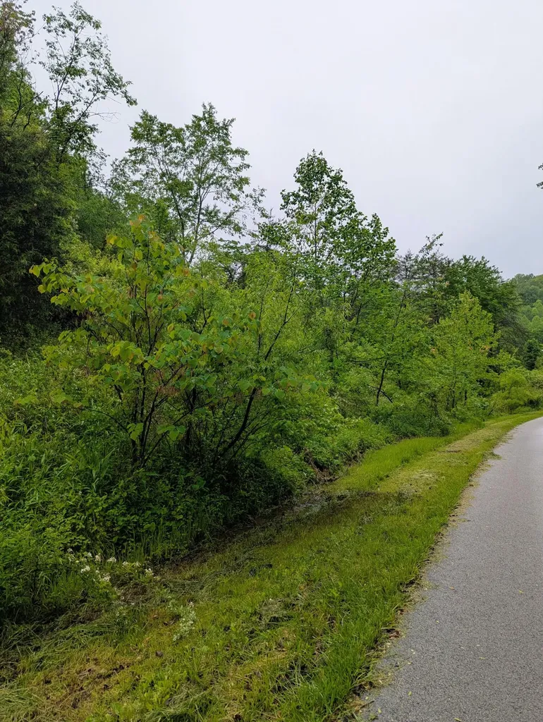 10970 Mcwhorter Road London KY 40741
