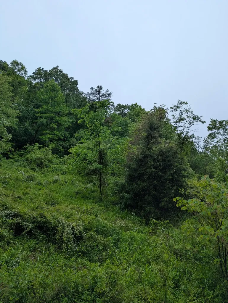 10970 Mcwhorter Road London KY 40741